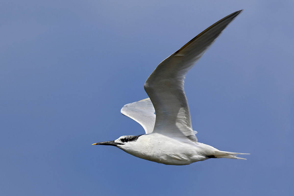 Sandwich Tern in flight