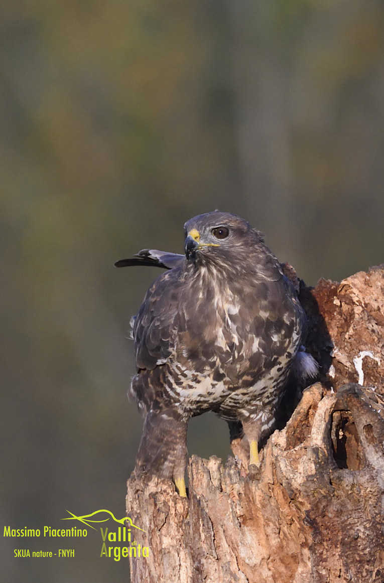 Poiana (Buteo buteo)
