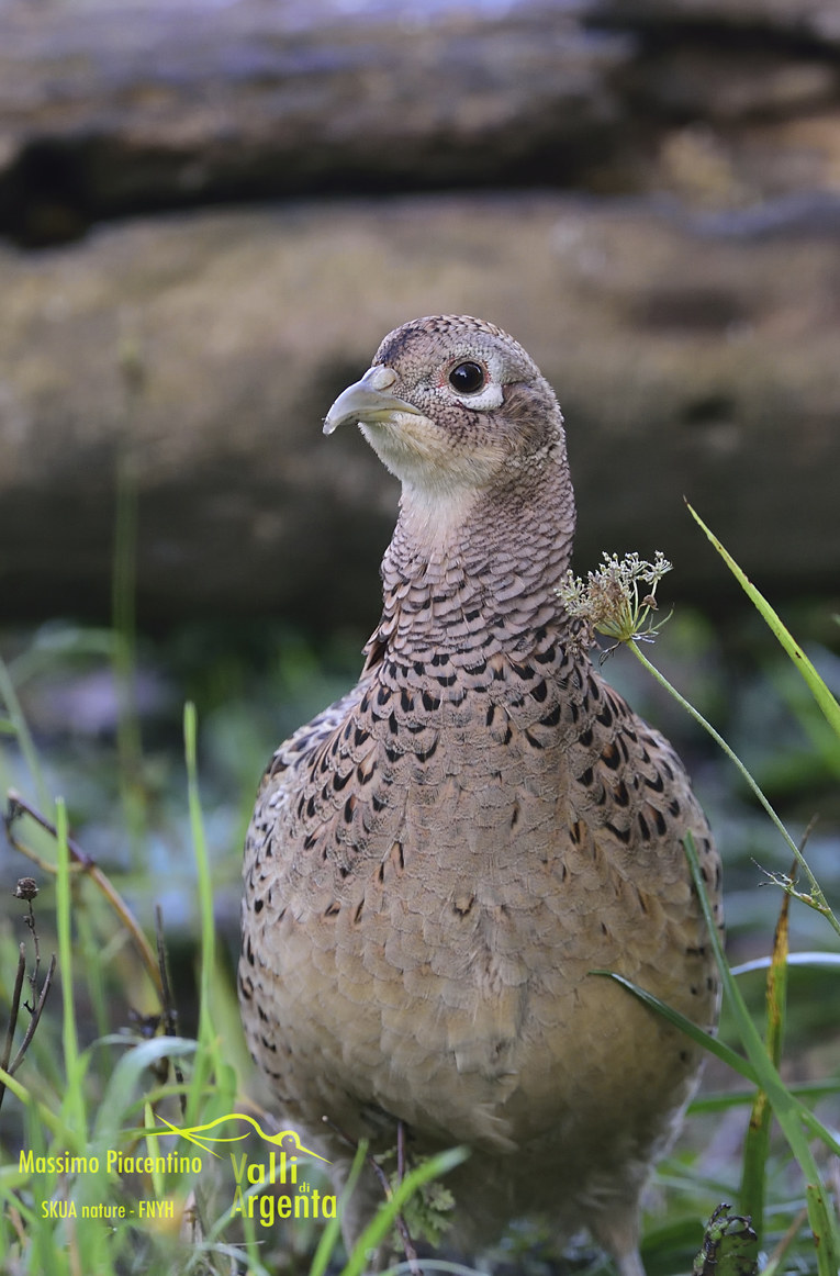 Fagiano comune(Phasianus colchicus)
