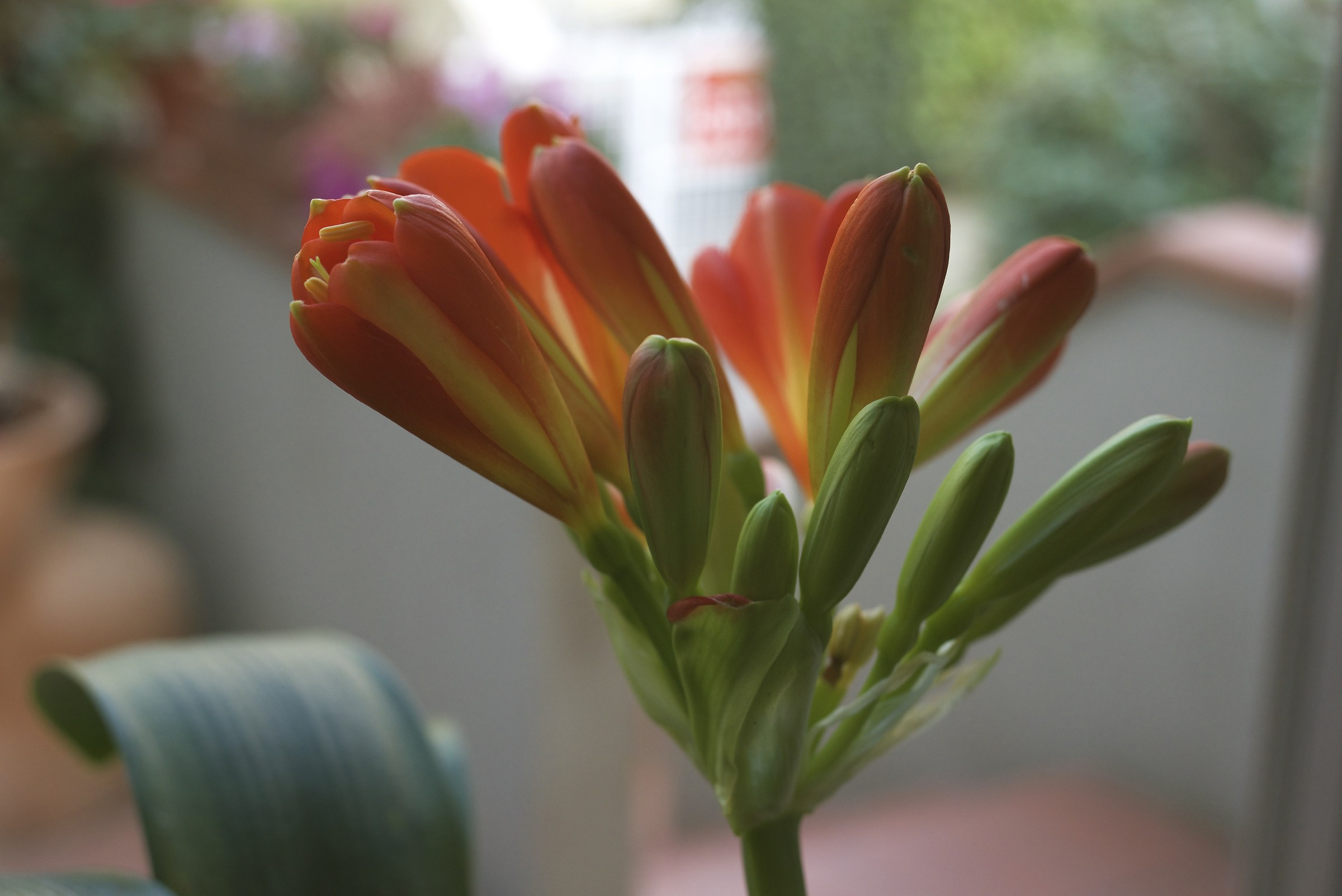 Clivia