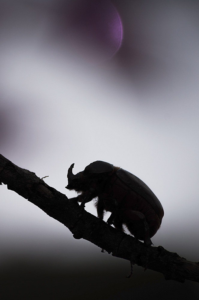 escarabajo rhino