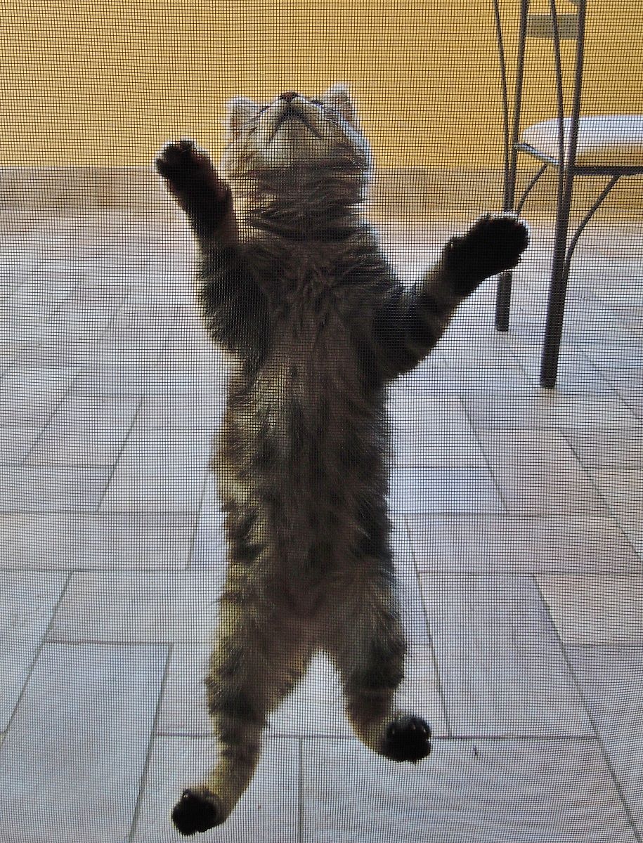 I can not! . (Then came down the mosquito net)