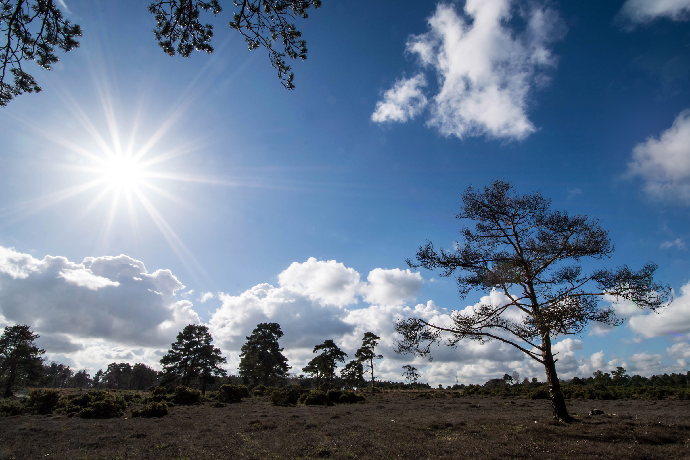 Appoggiato verso il sole