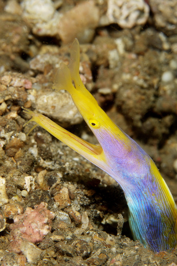 Blue ribbon eel