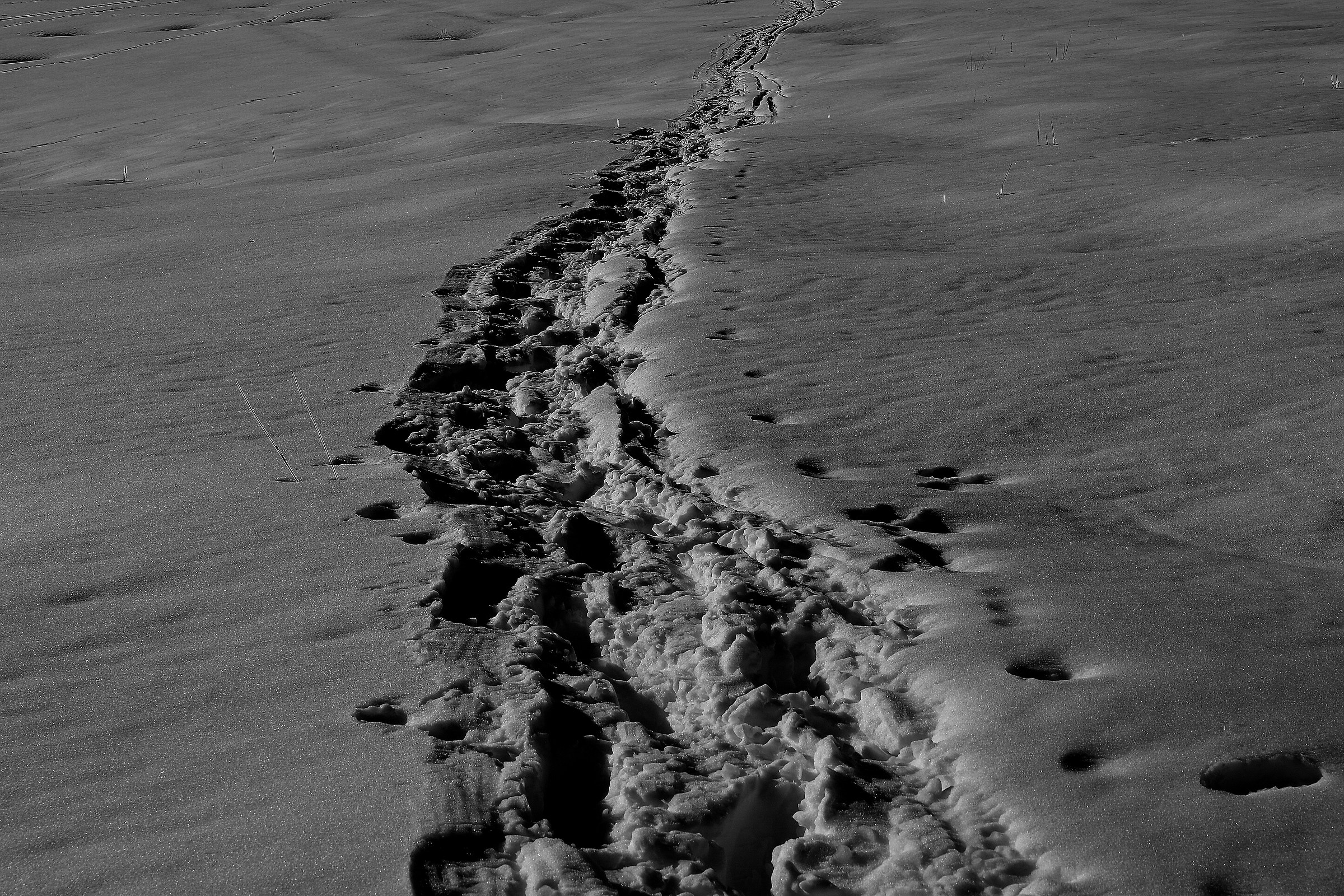 tracce sulla neve