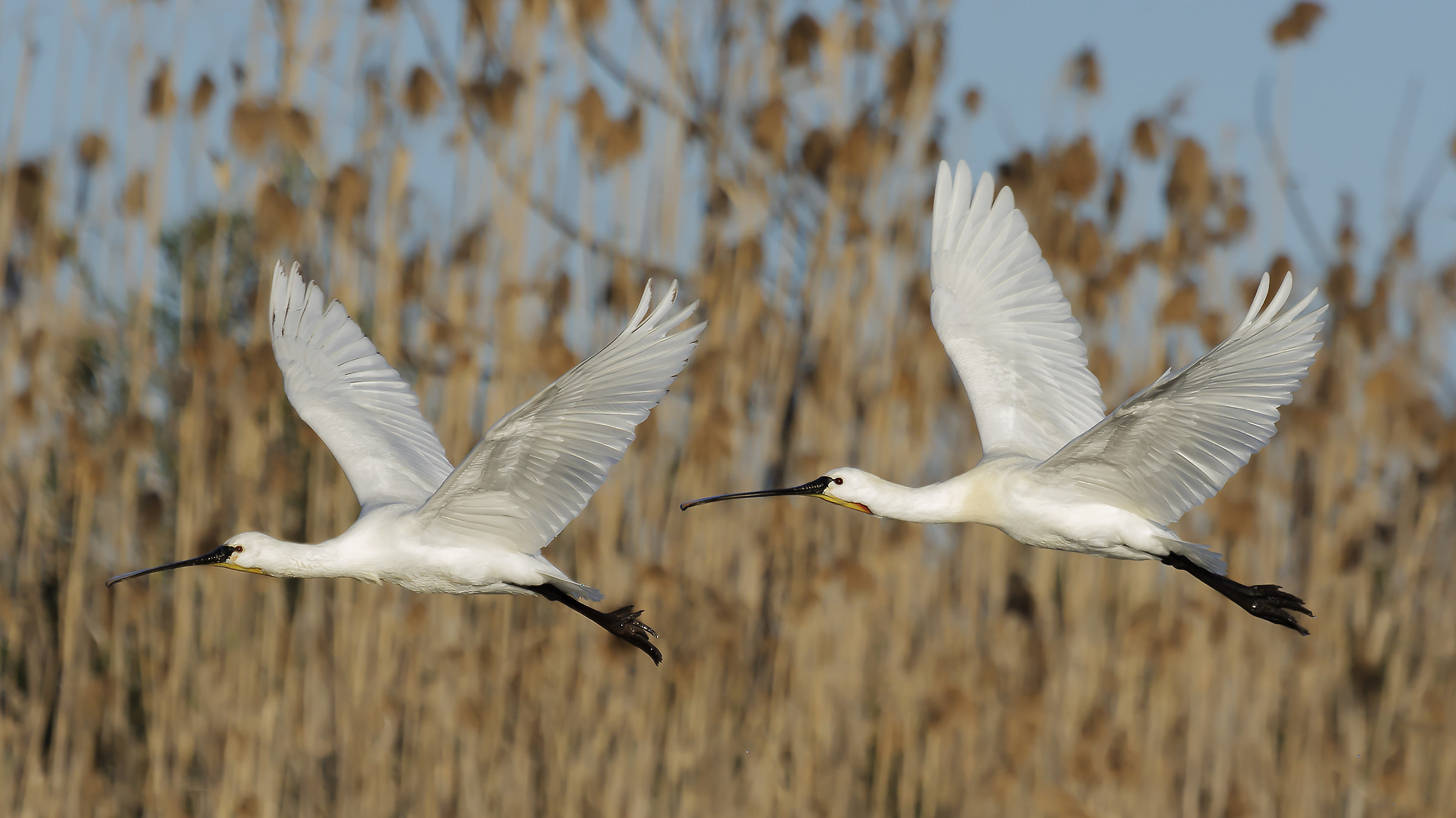 Volo sincronizzato di Spatole...