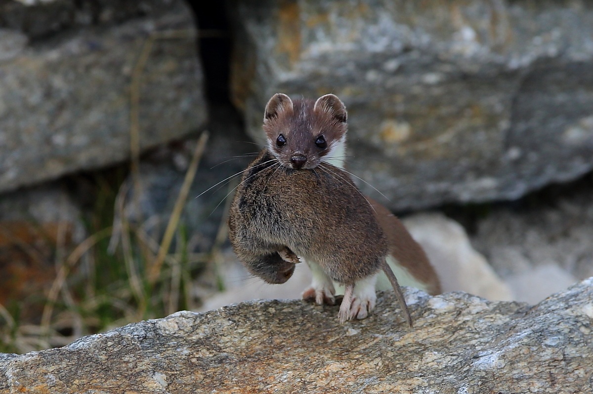 L'ermellino e la sua preda