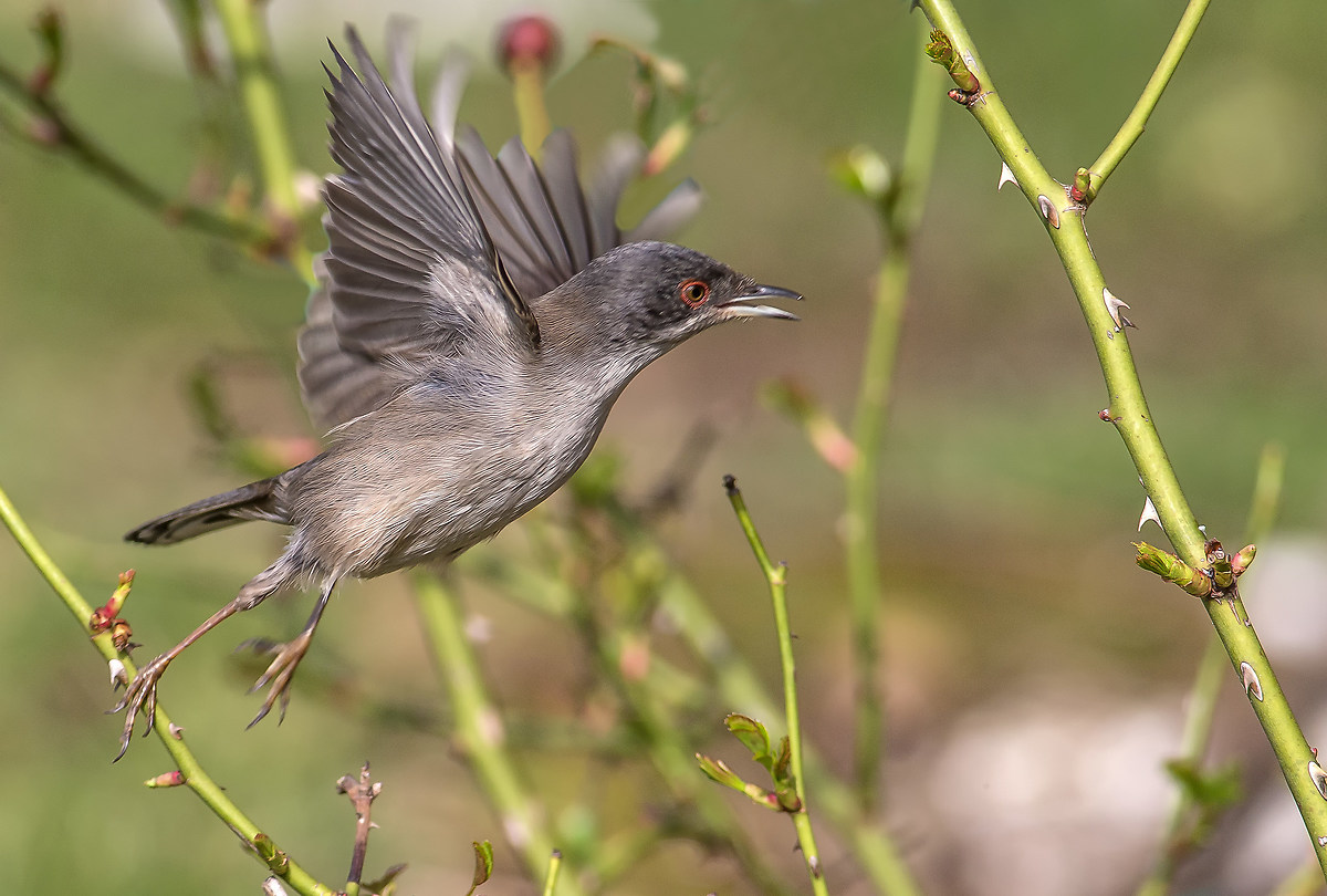 Occhiocotto al volo !
