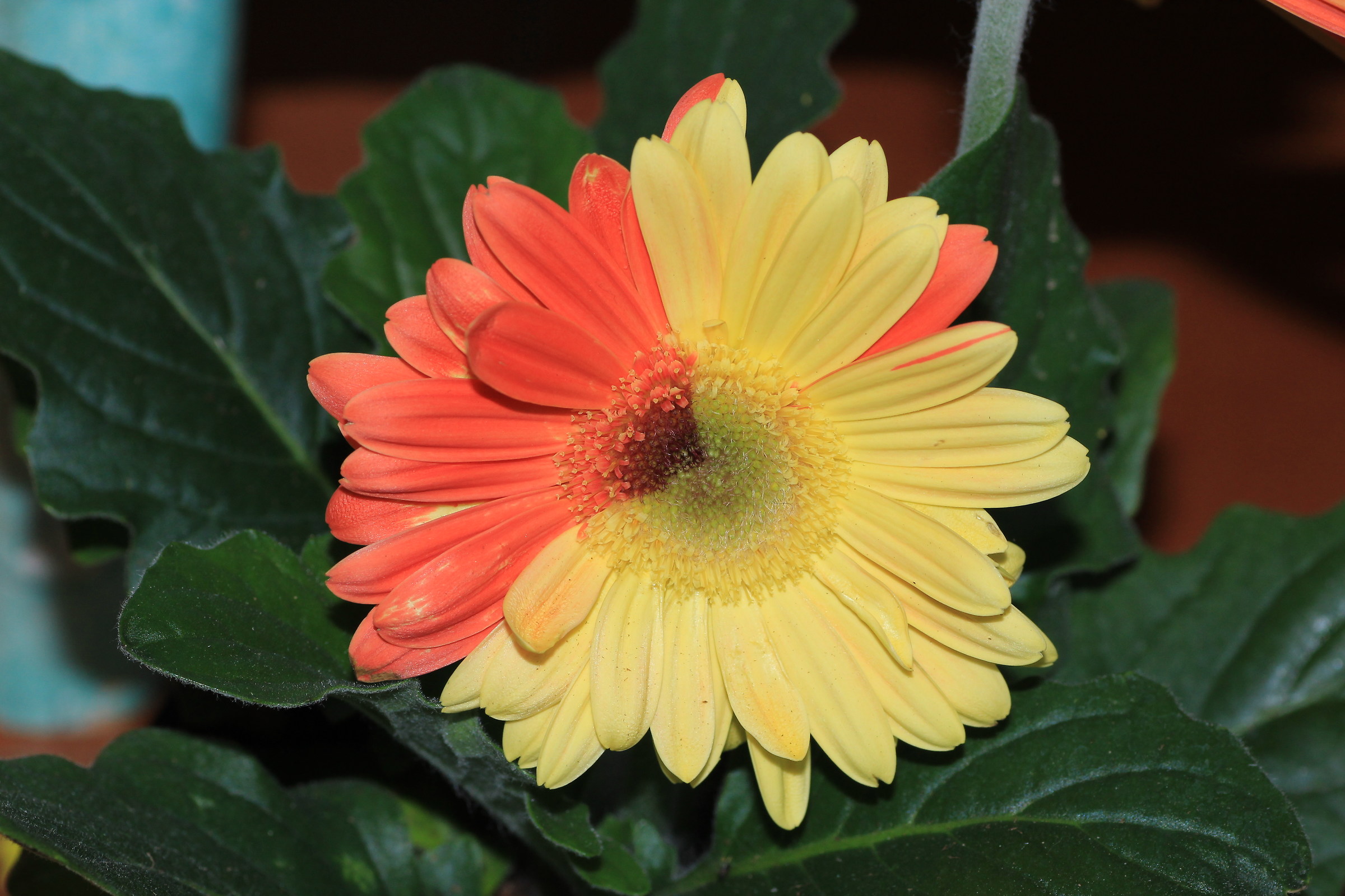 gerbera bicolor