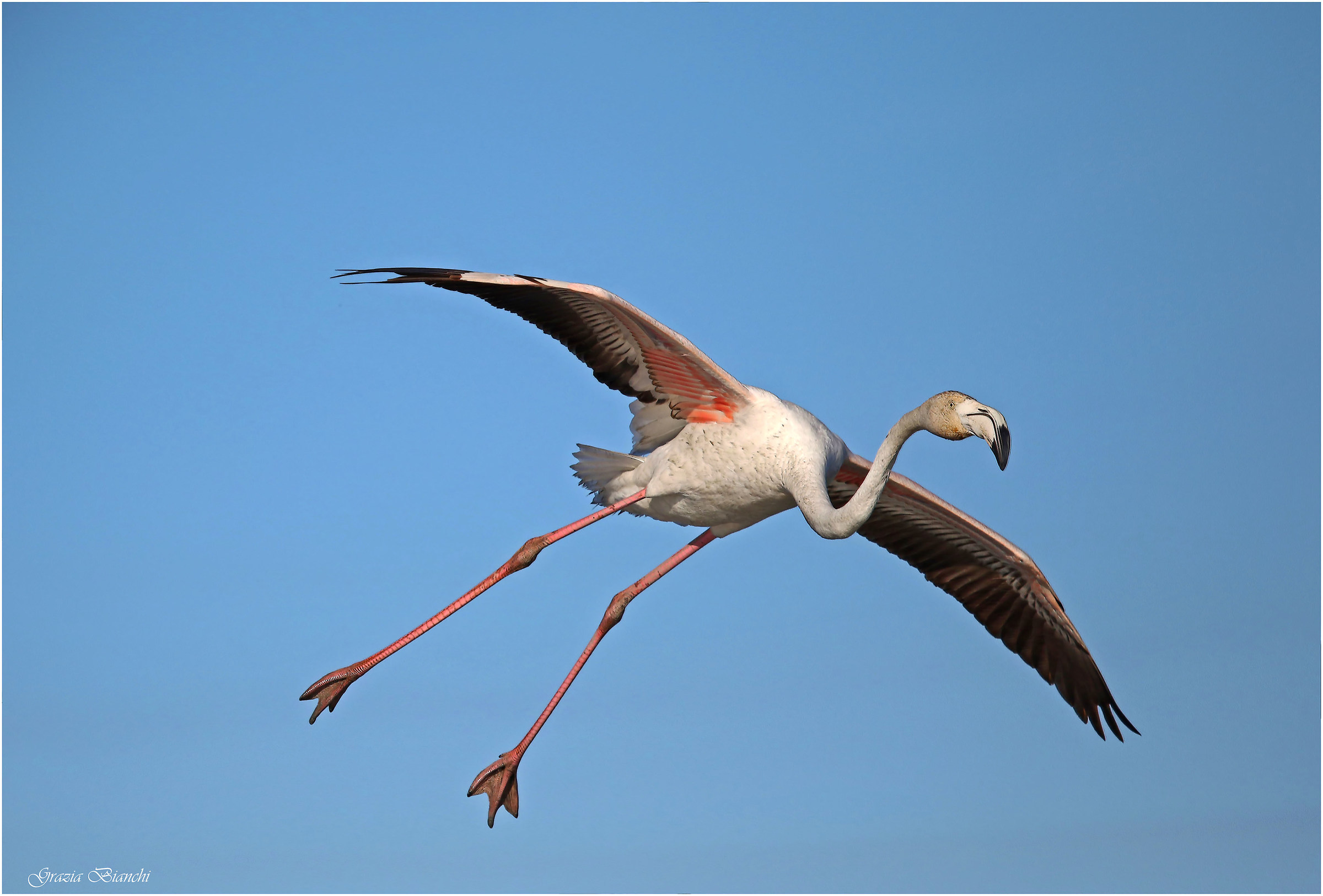 Fenicottero - Camargue