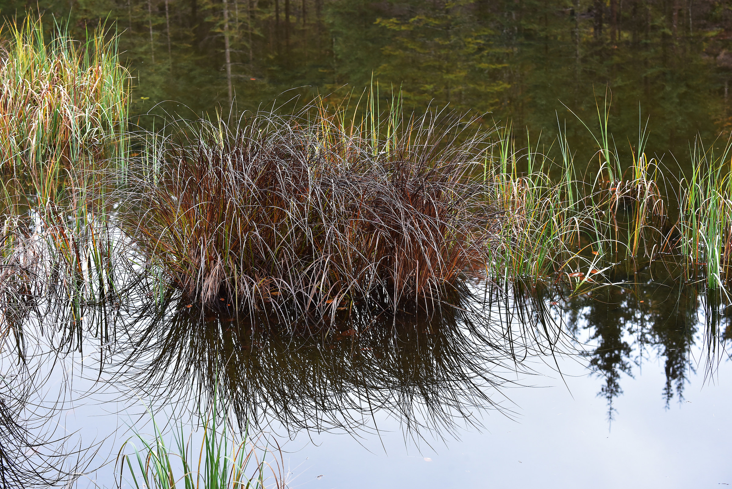 Grass in swamp - autumn