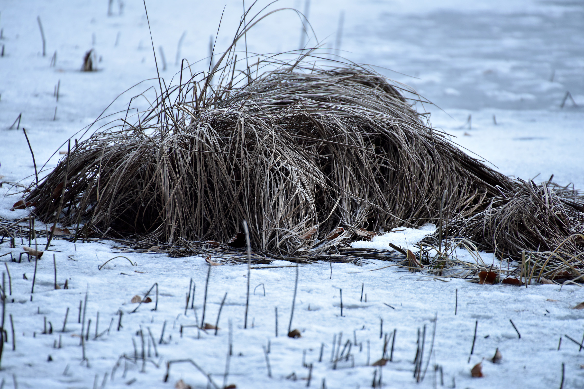 Grass in swamp - Winter
