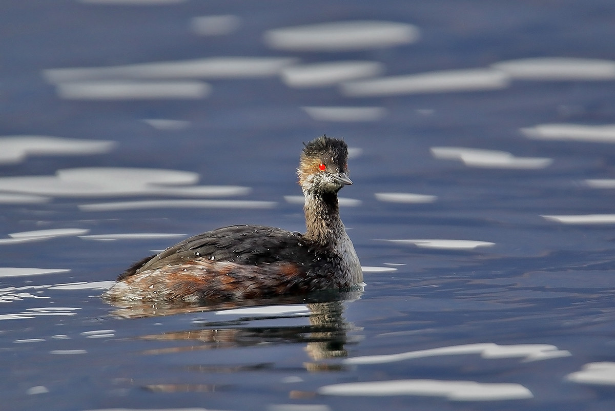 necked grebe