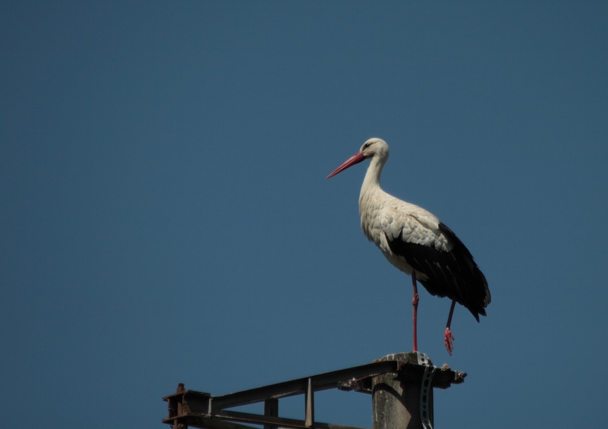 stork