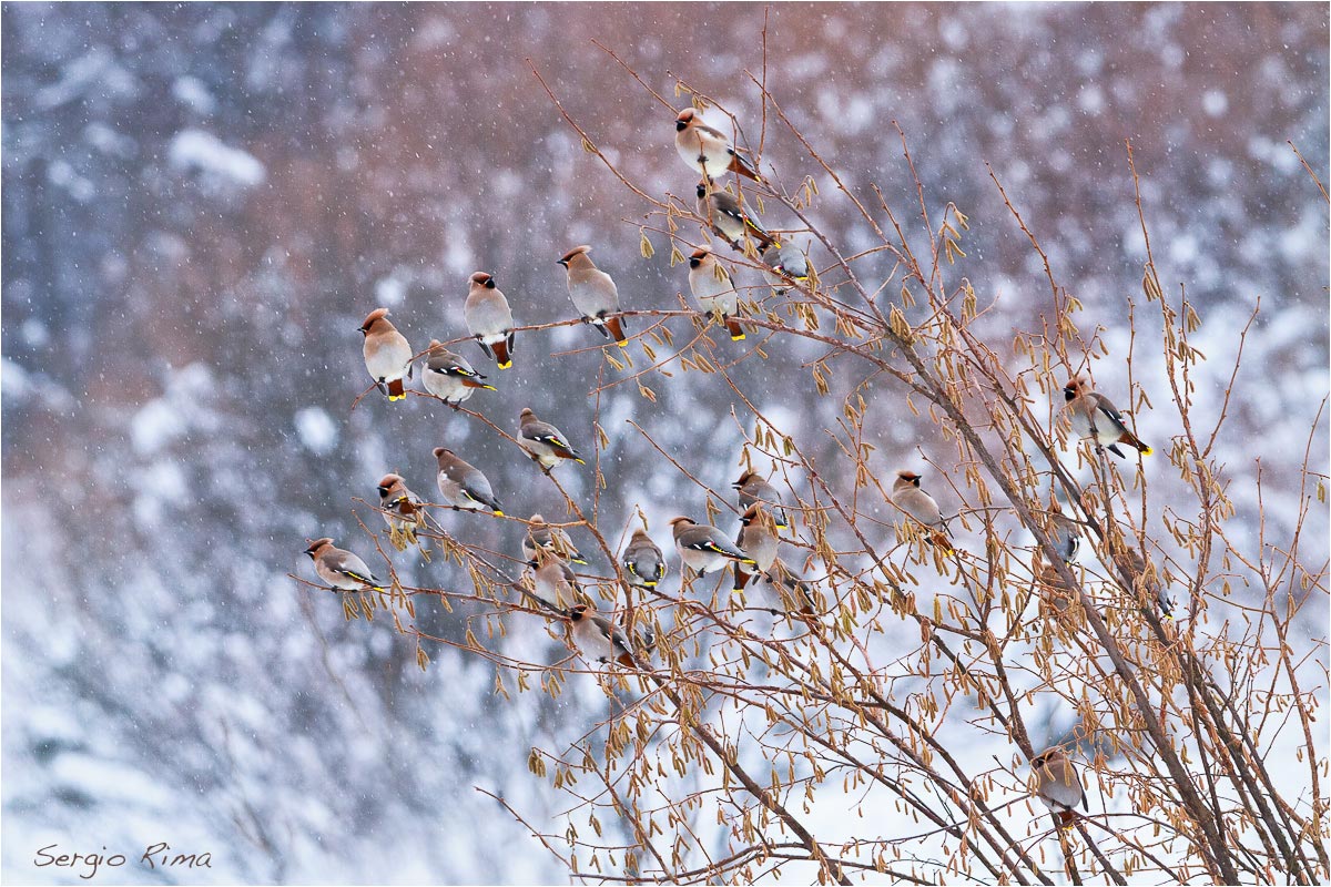 Waxwings