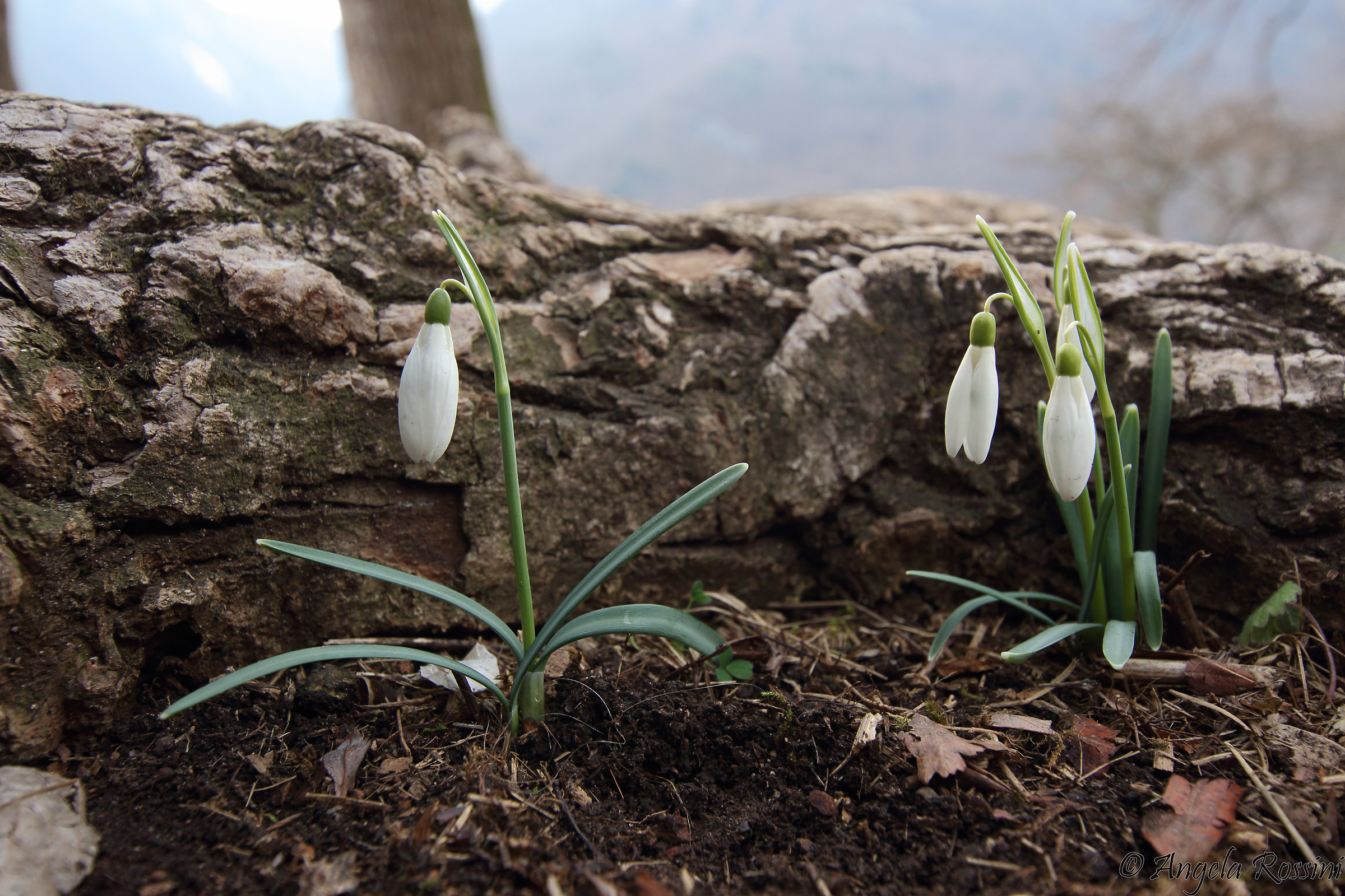Galanthus nivalis - Lake Tenno