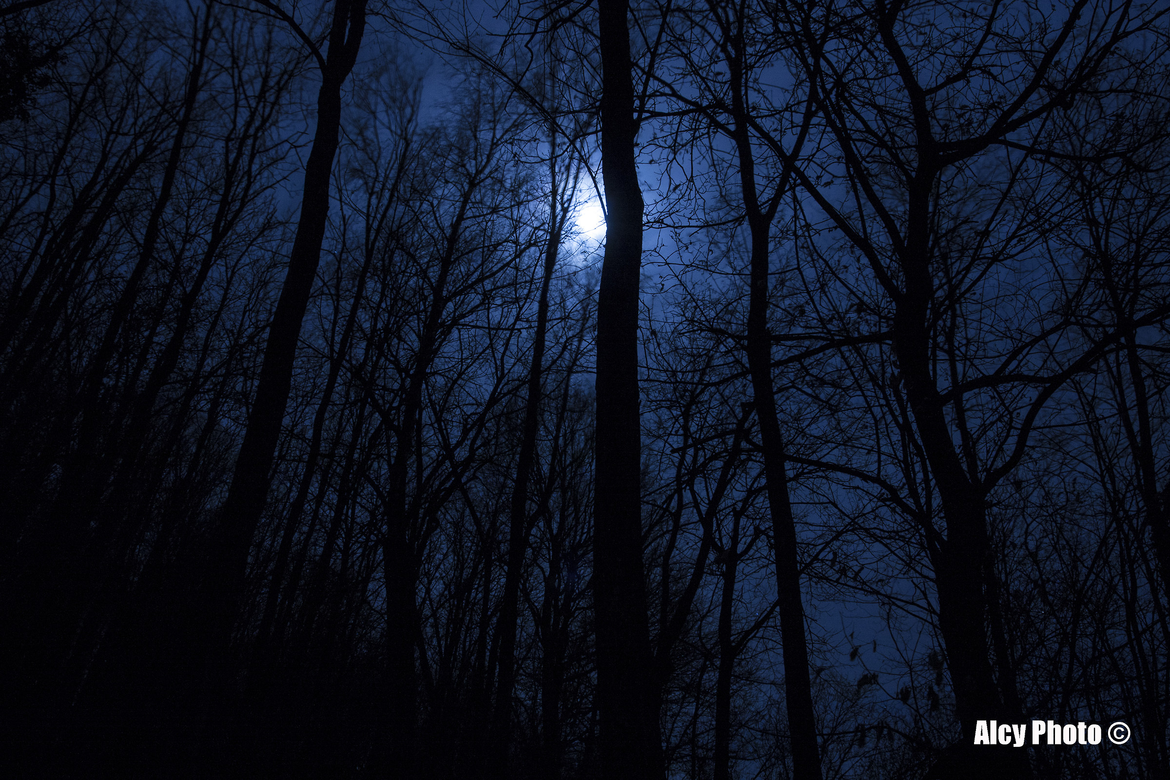 Luna piena tra gli alberi