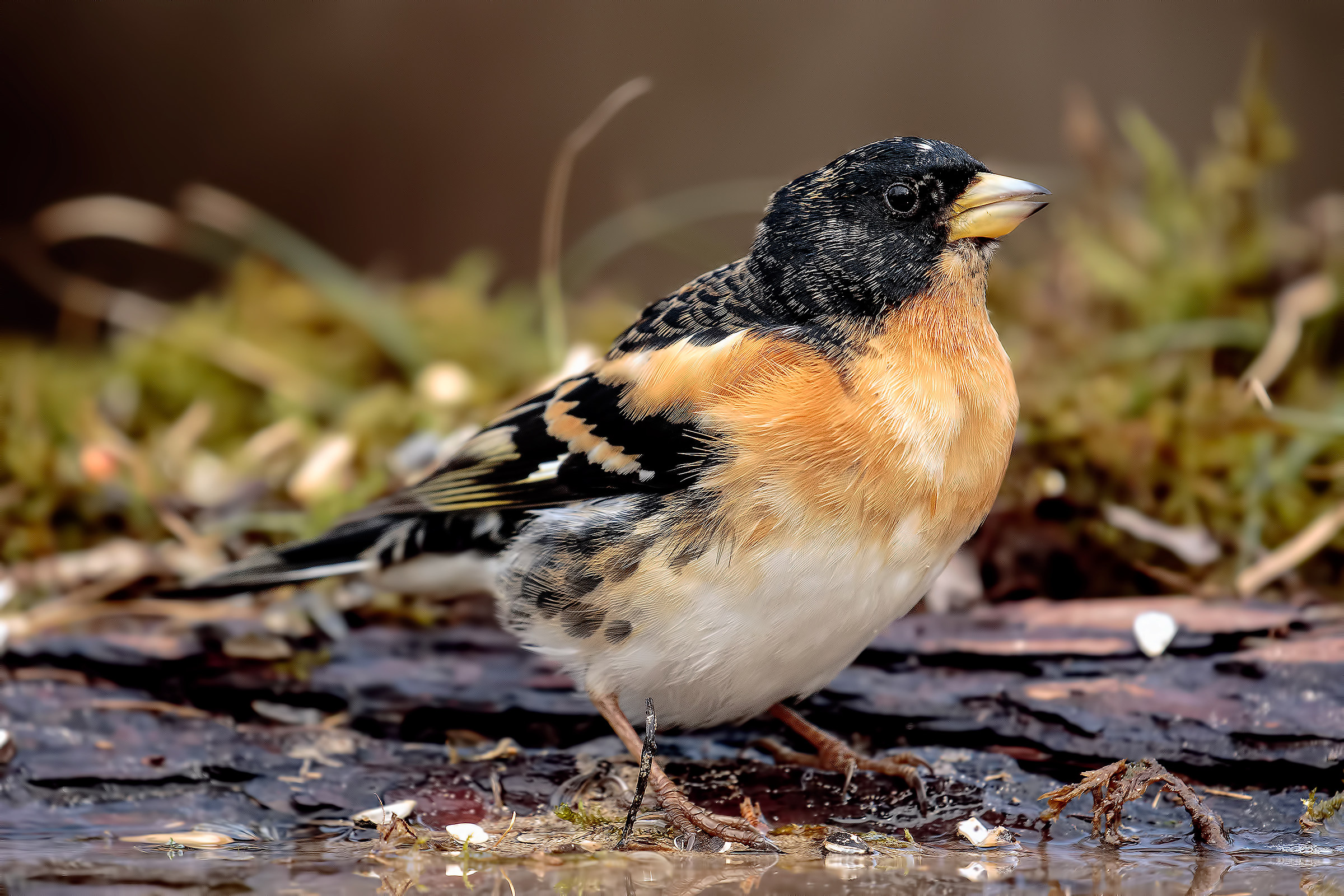 Brambling