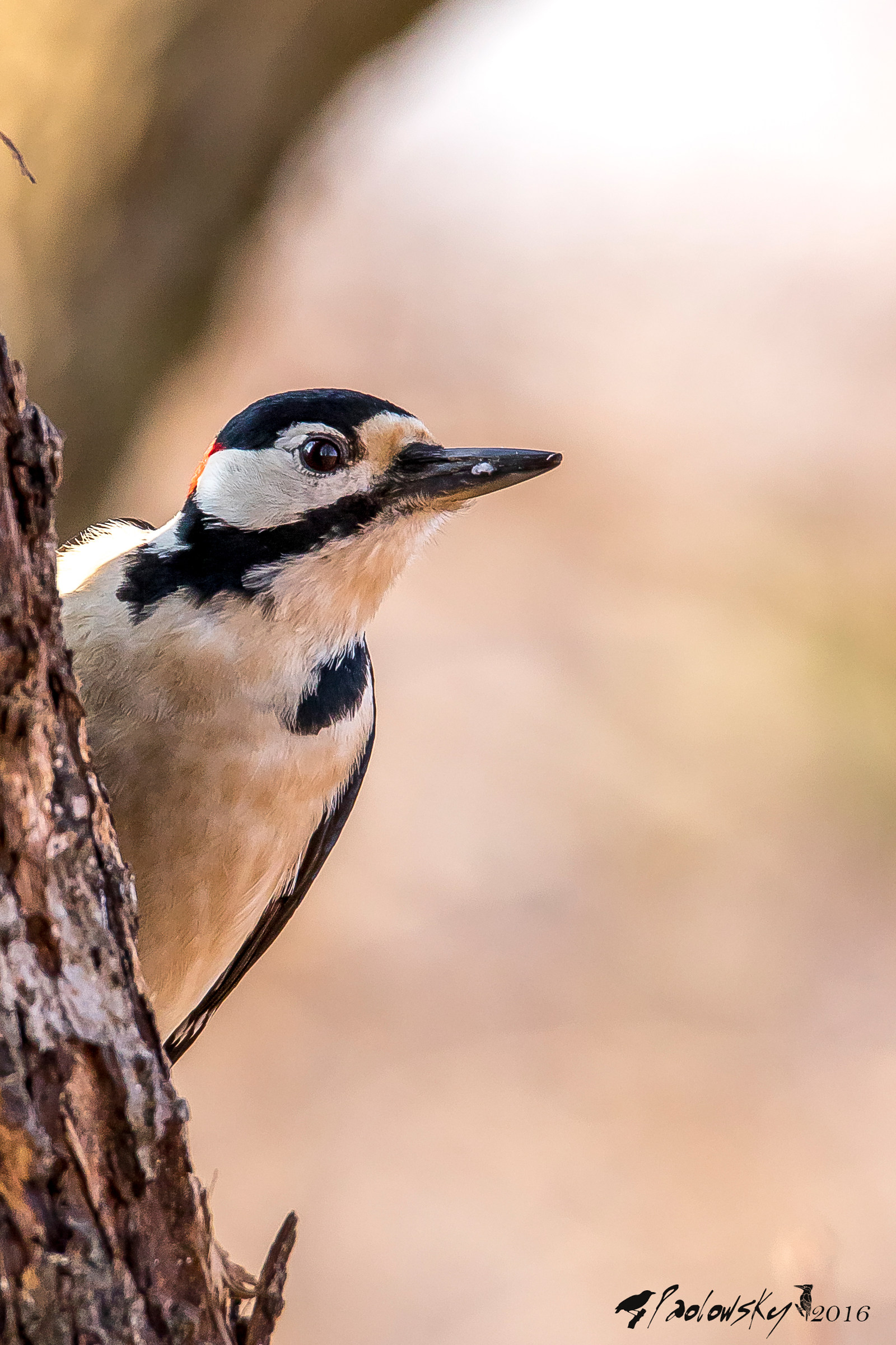 Picchio Rosso Maggiore maschio