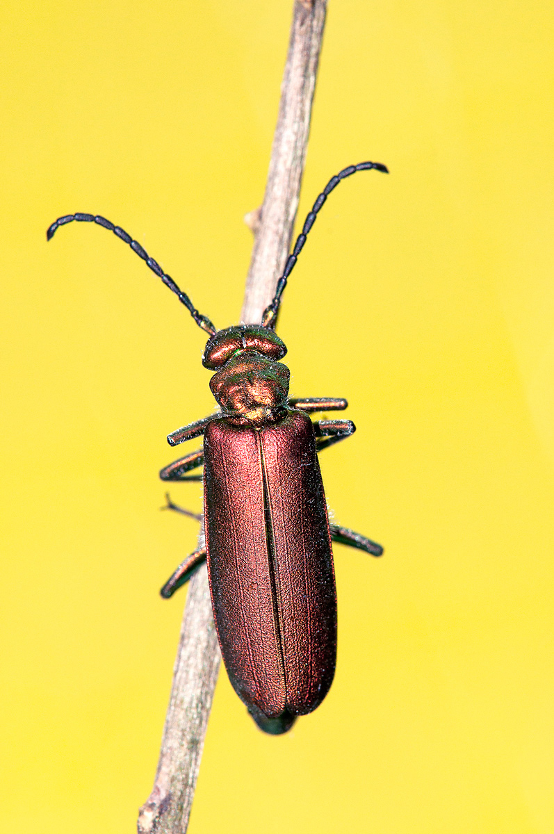 2nd round tamron 180