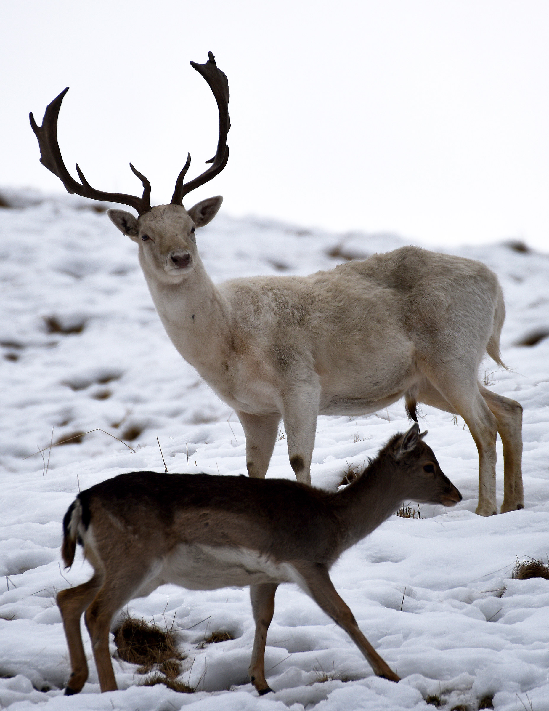 Daino bianco + animale giovane