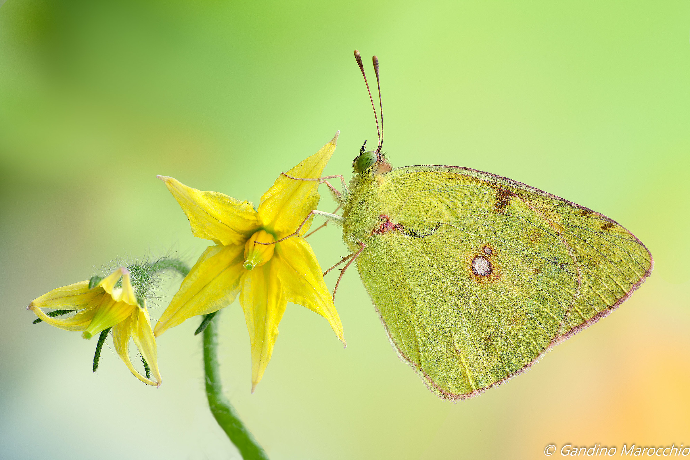 Colias crocea
