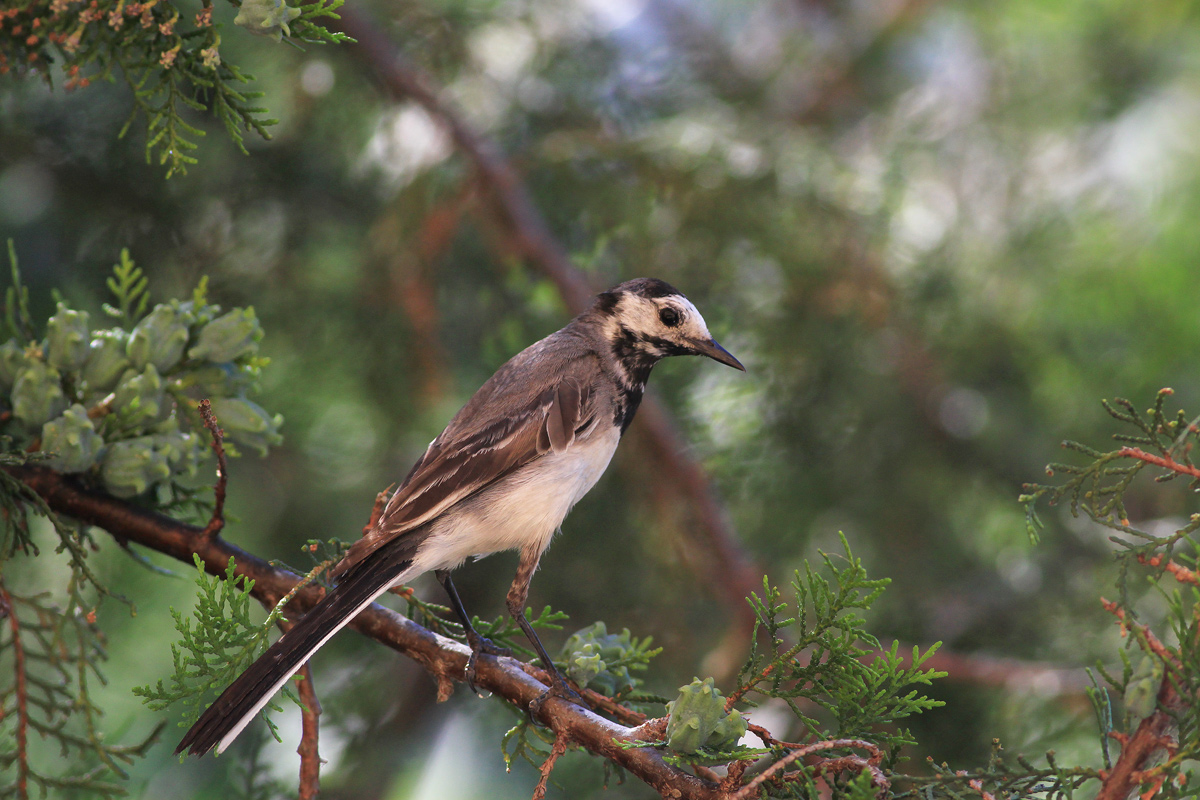 Help for identification