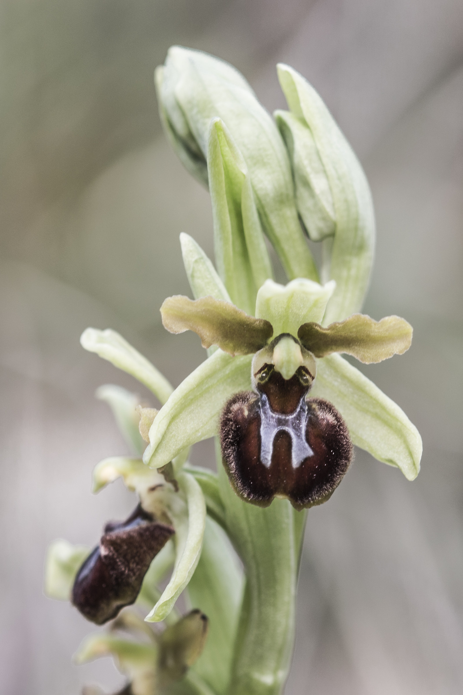 Ophrys sphegodes