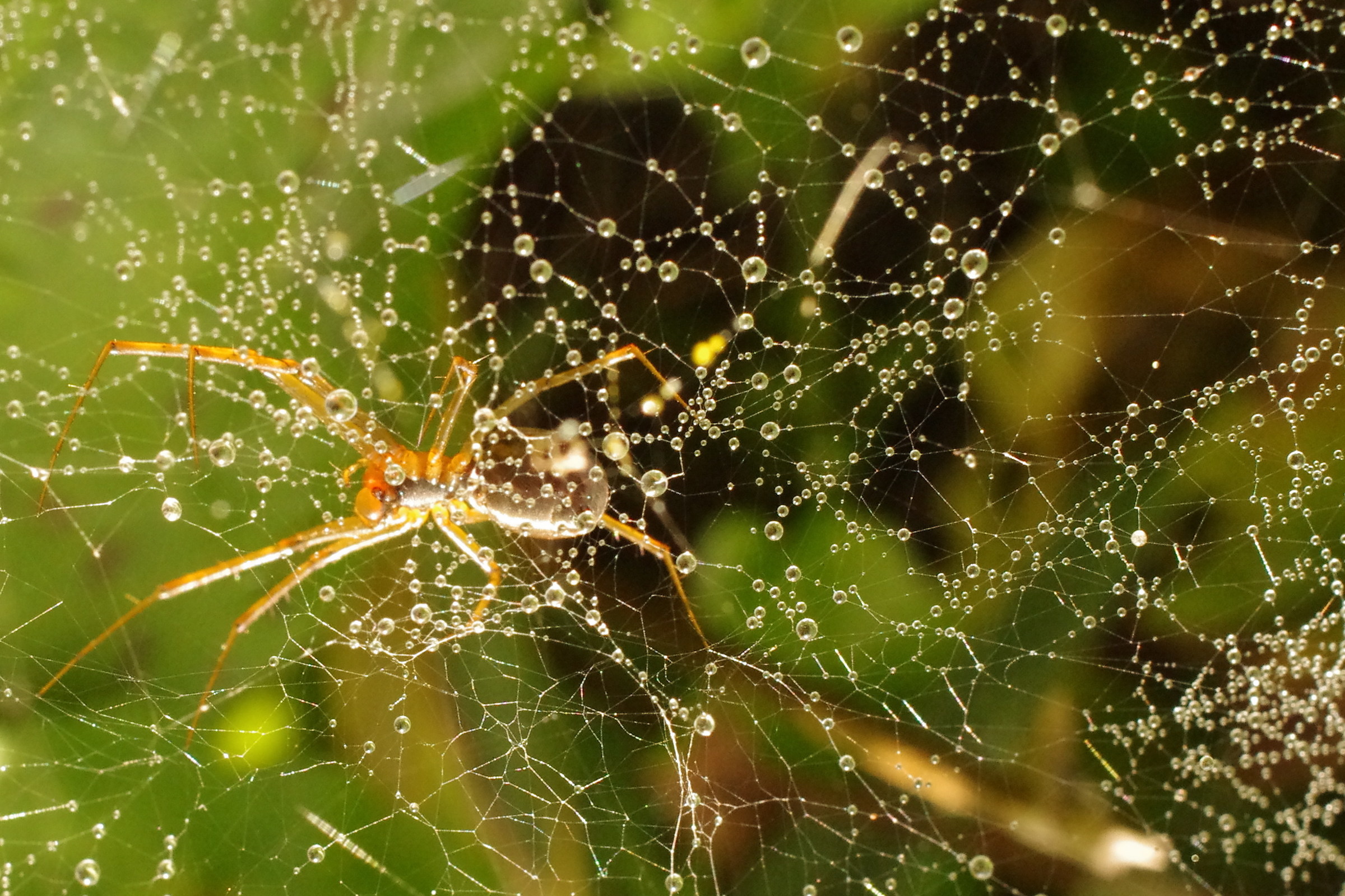 Constellation spider