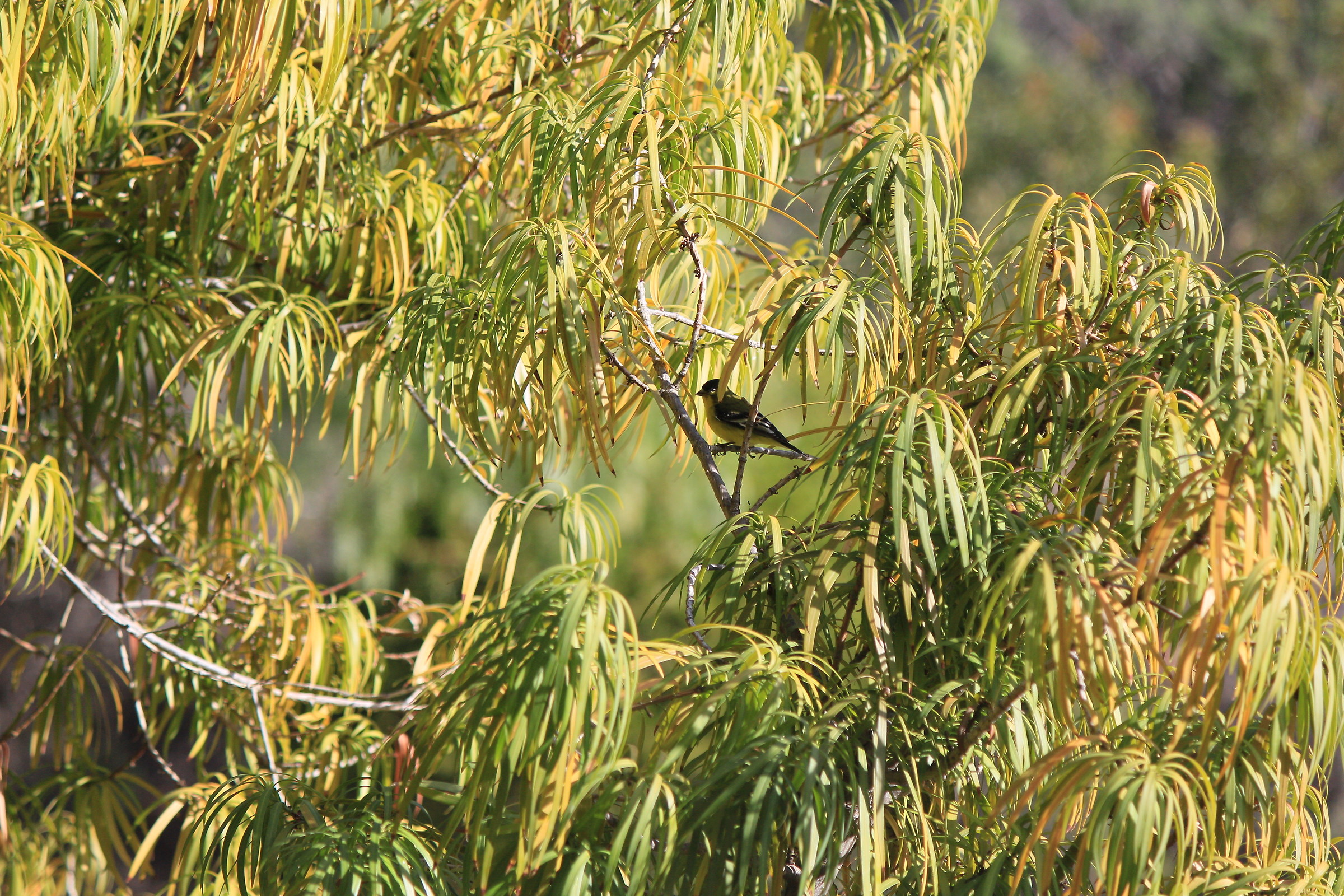 Bird and Tree