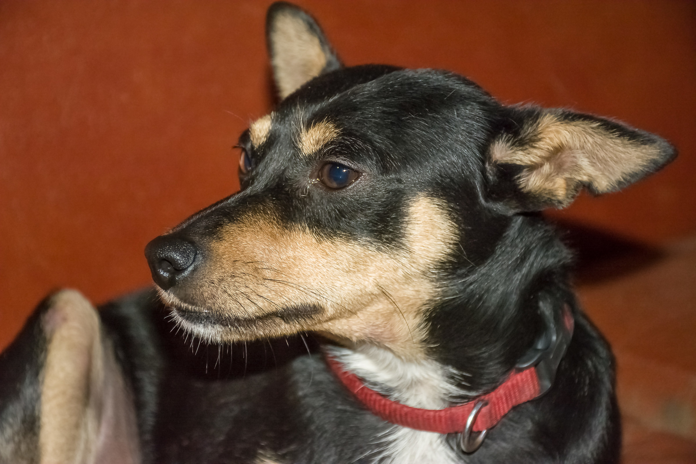 Pinscher - "Compa Ciccio"