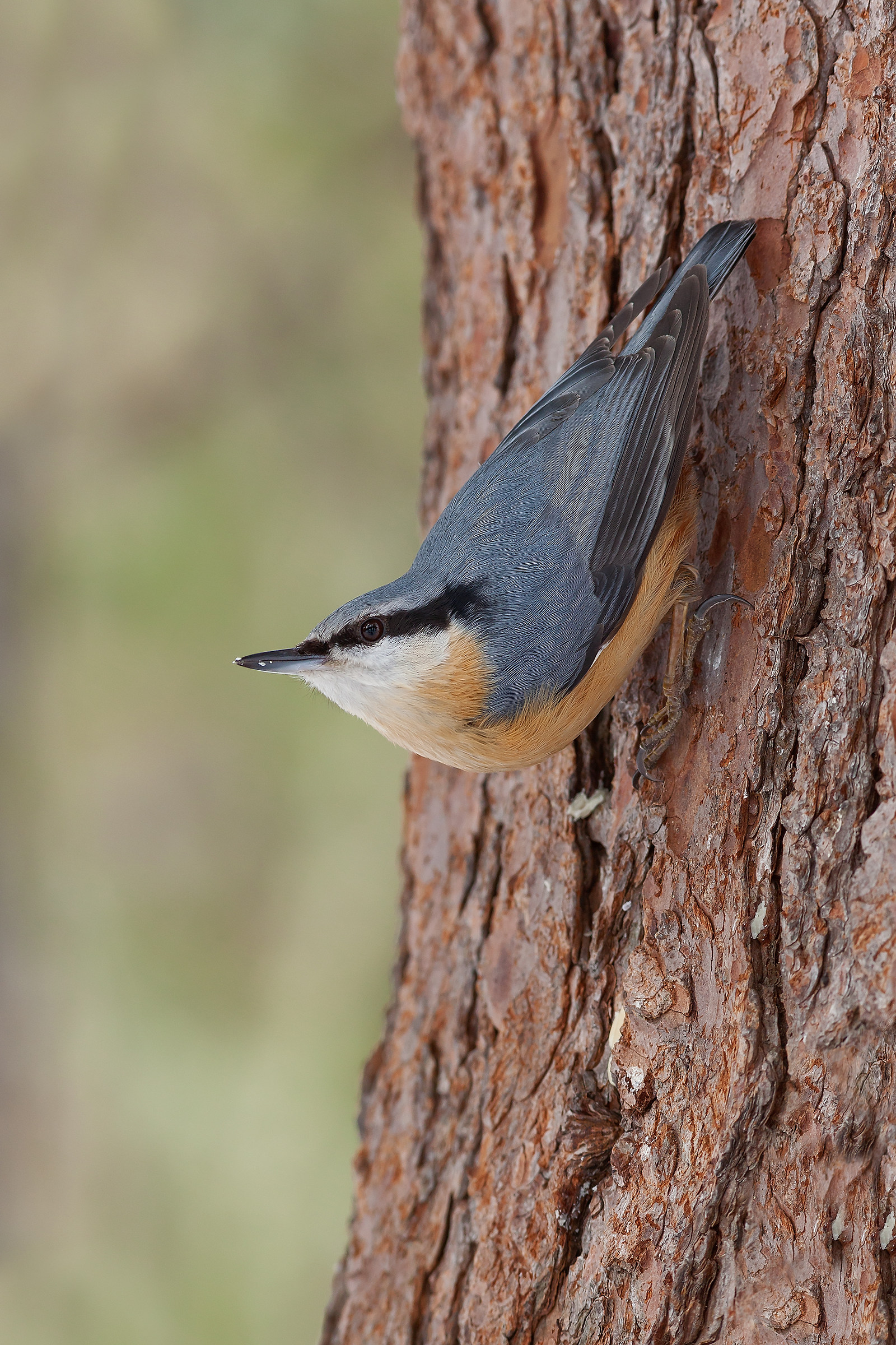 Nuthatch (Sitta europaea)