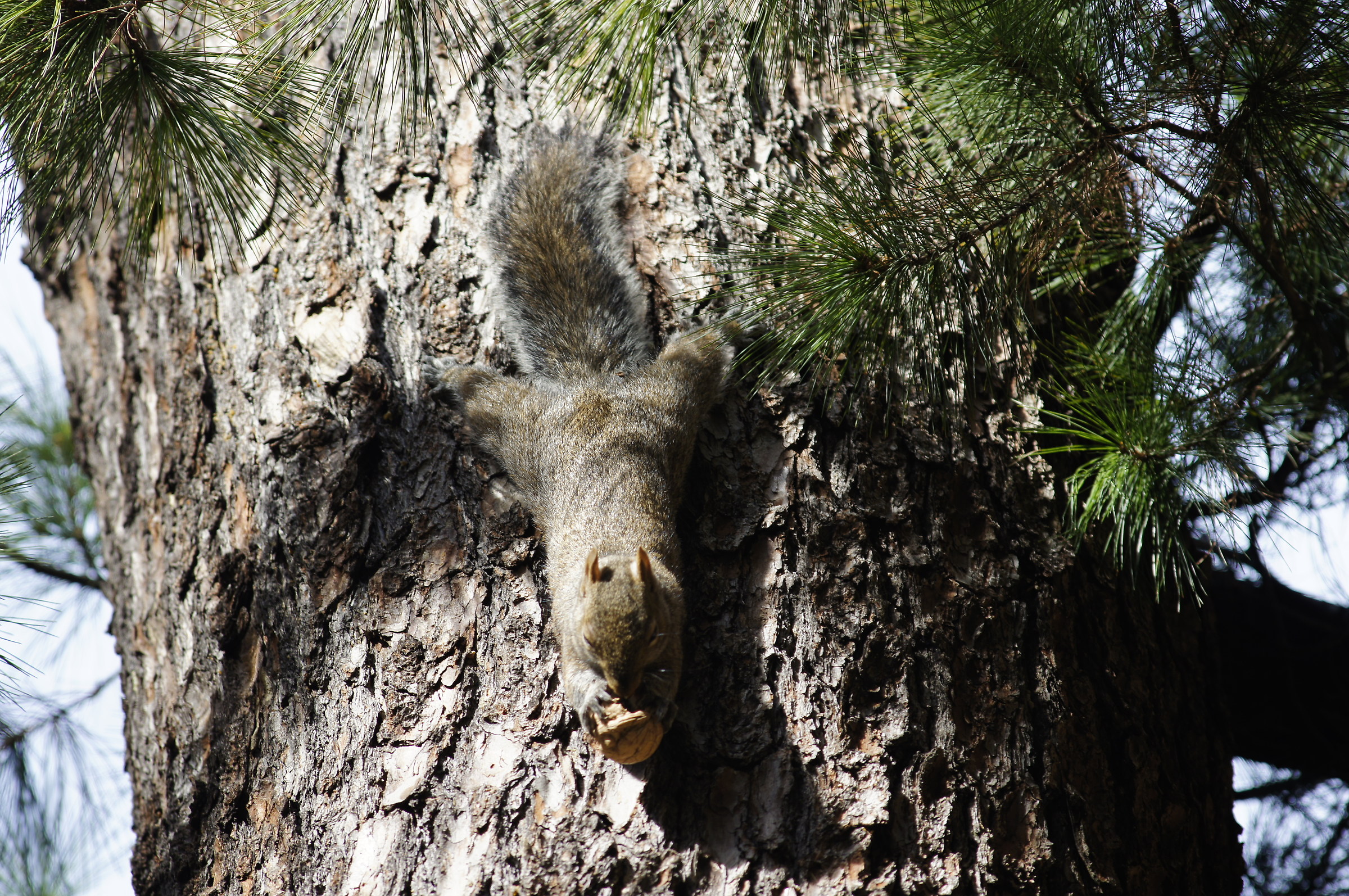 Scoiattolo americano