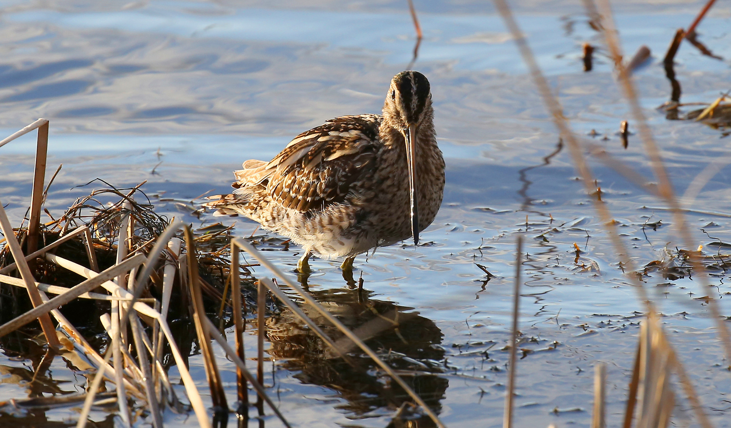 Beccaccino alle luci dell'alba