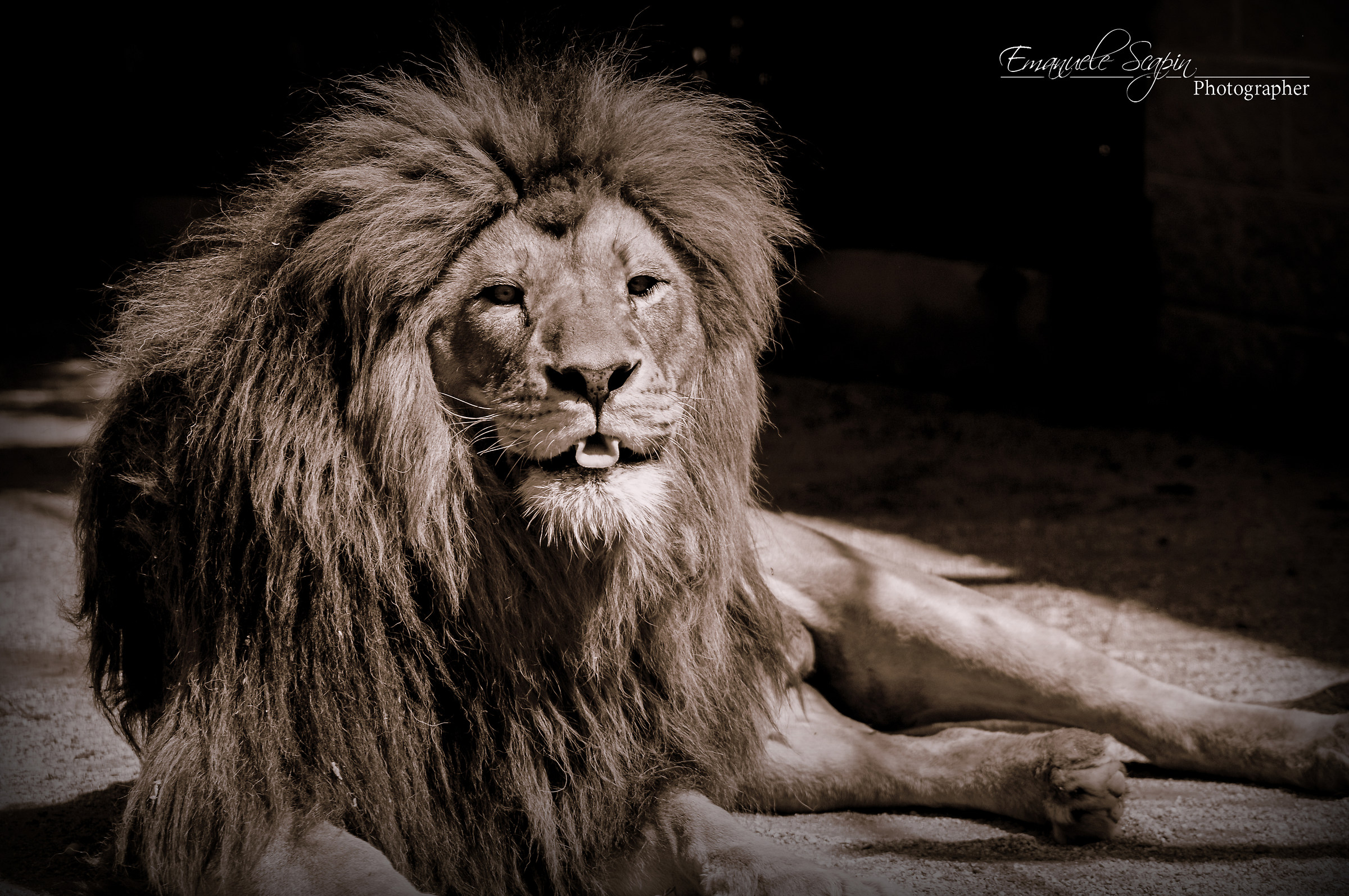 linguaccia (il leone spiritoso)