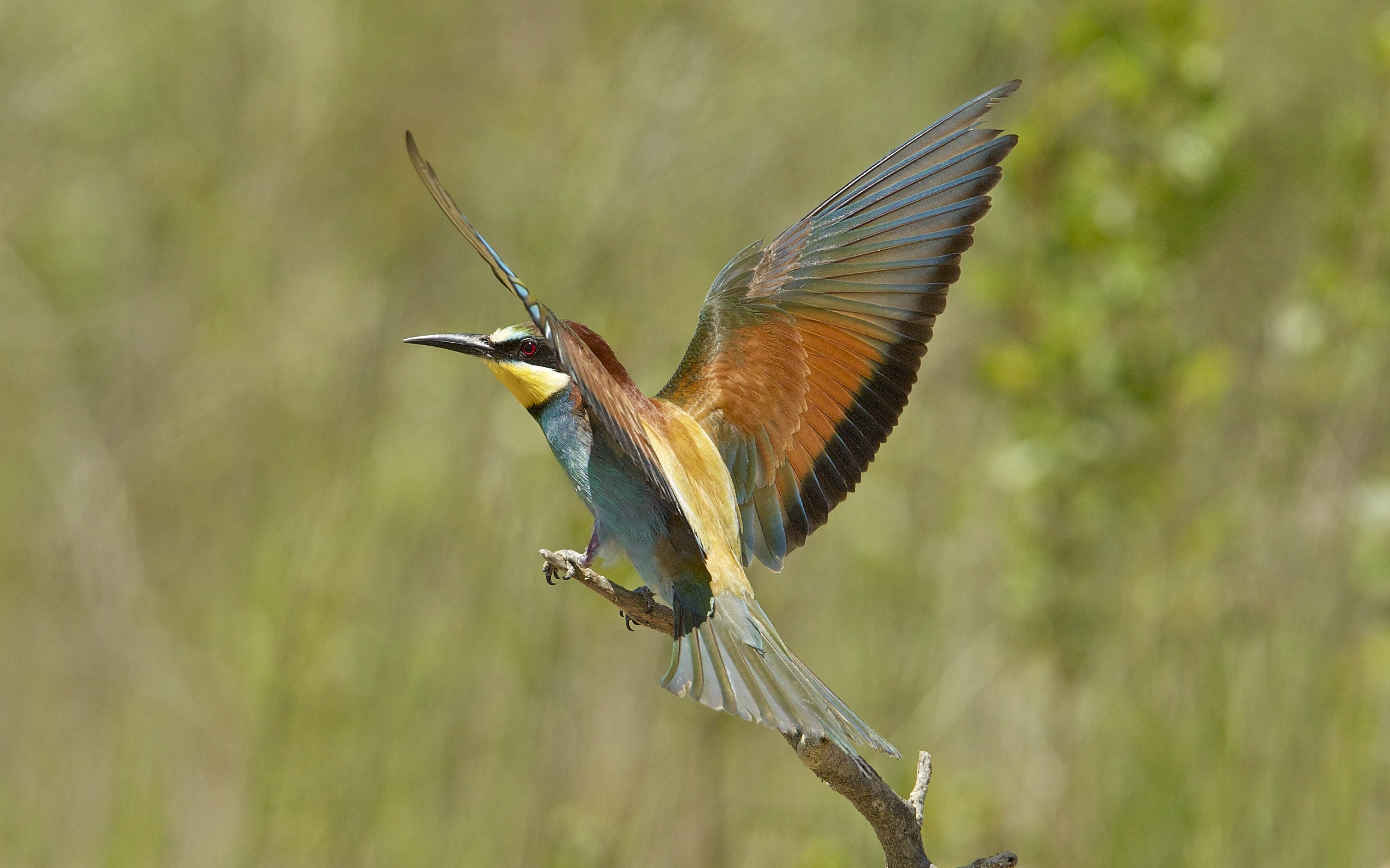 bee-eater