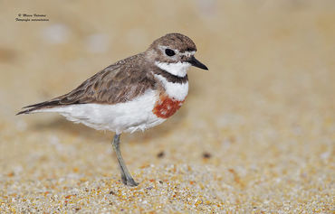 Charadrius bicinctus