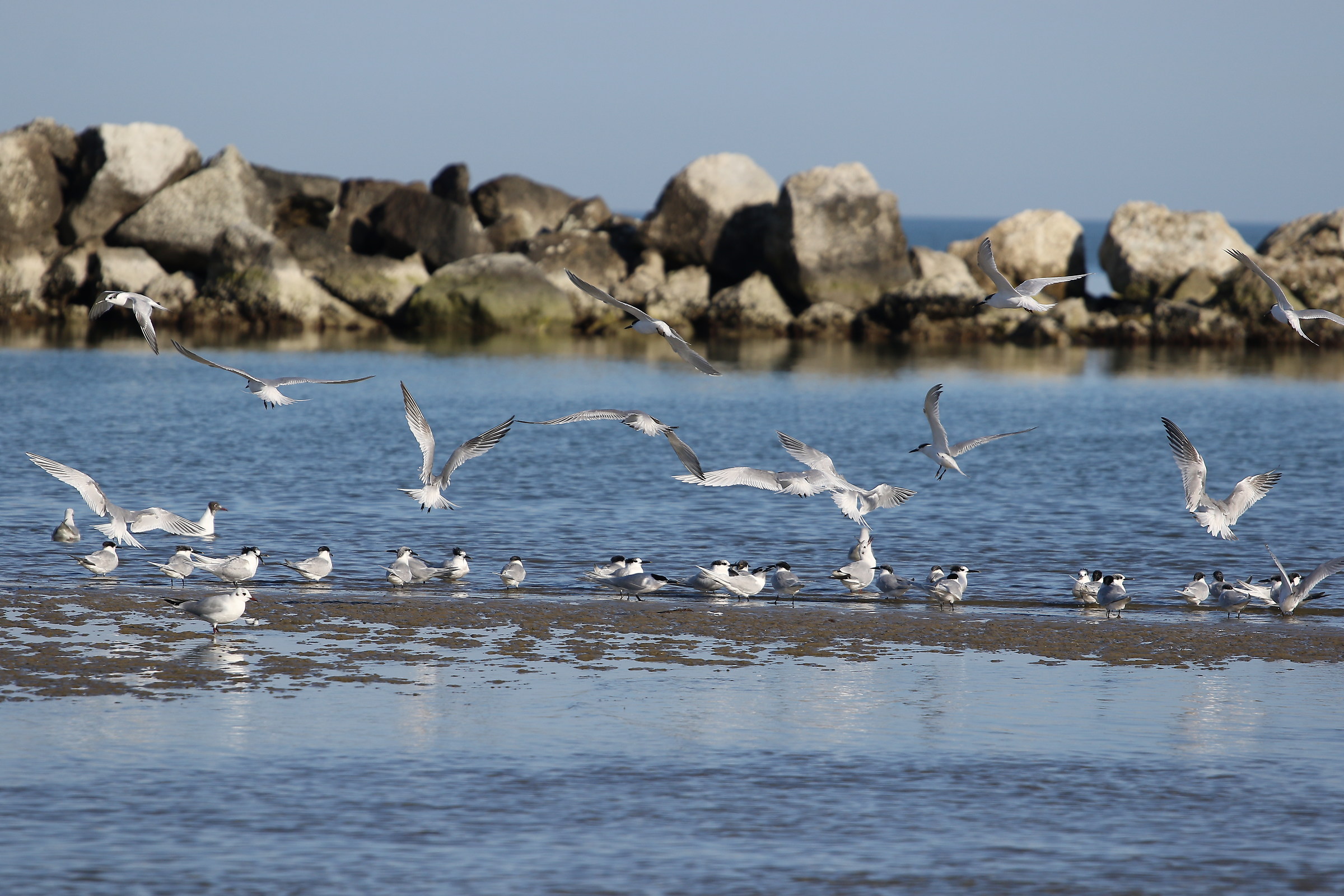 Sterne e gabbiani
