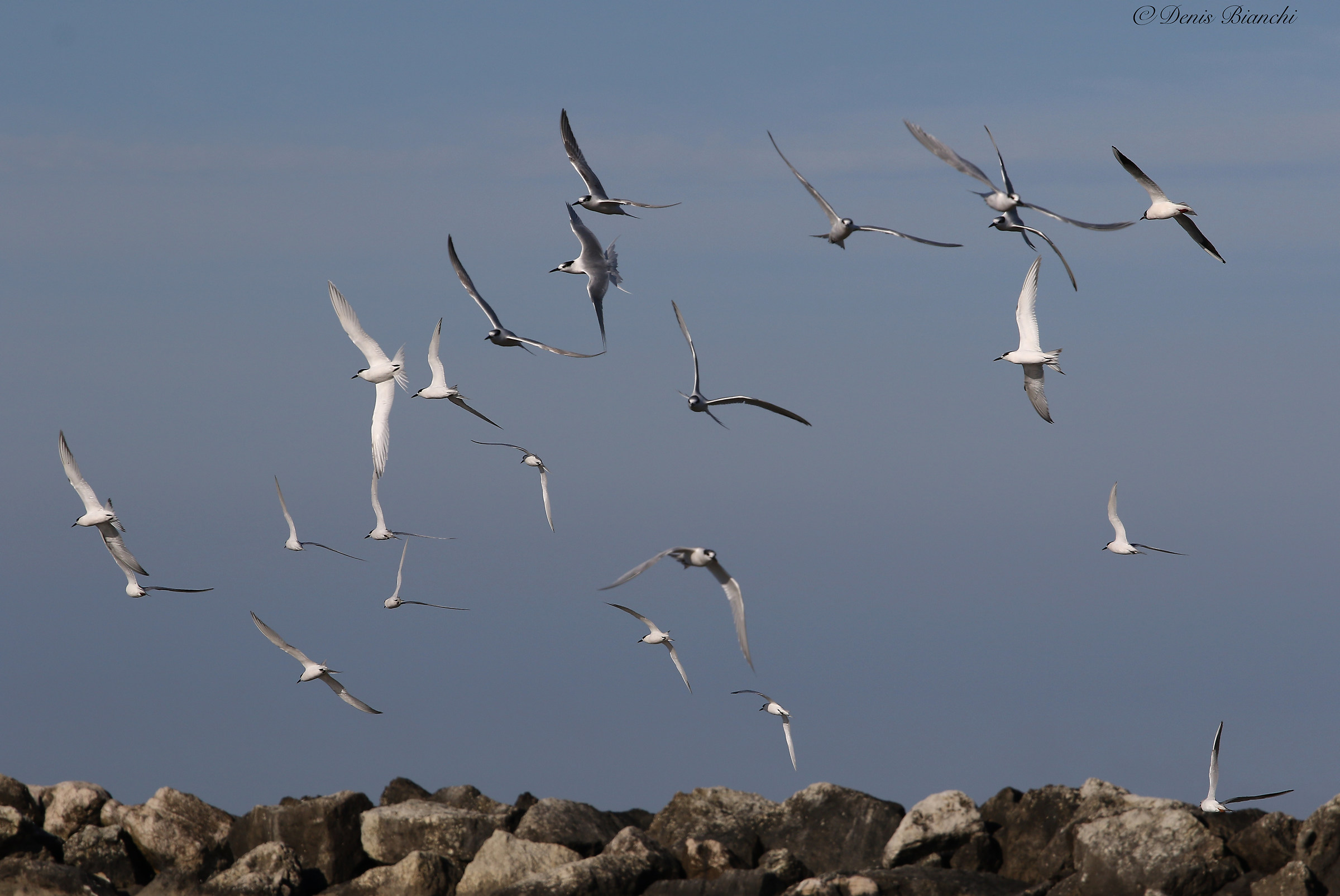 caugek terns