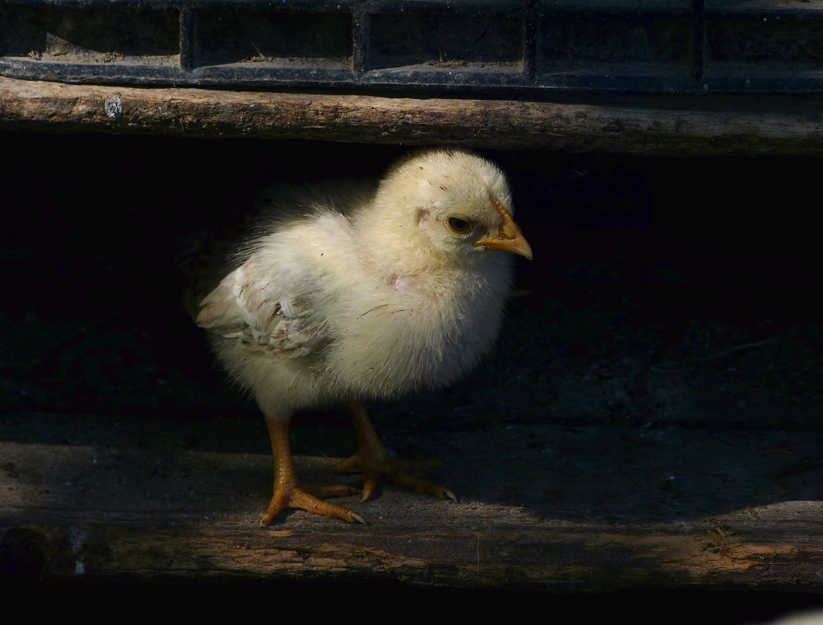 Chick fearful