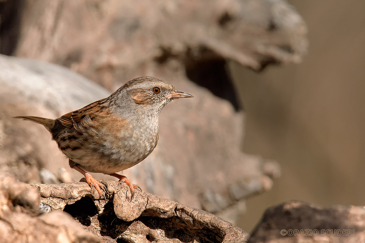 Dunnock