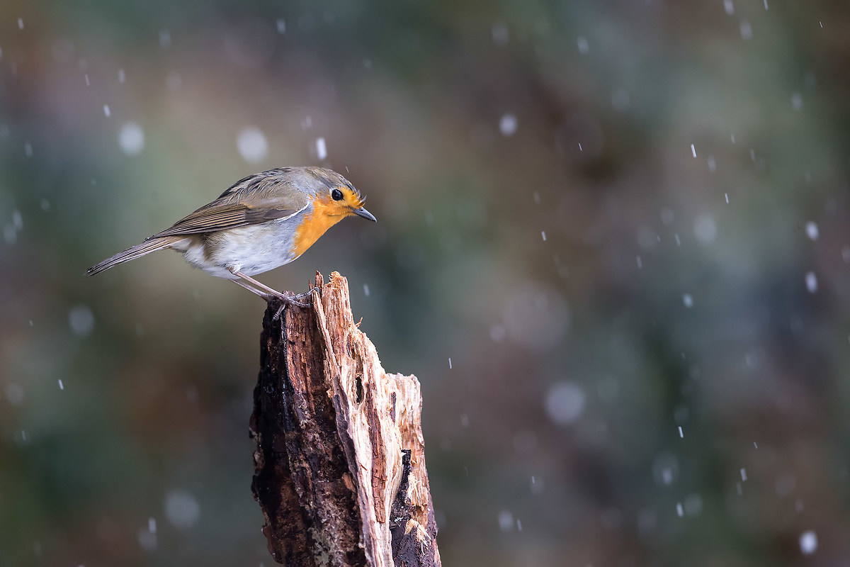 Pettirosso sotto la neve