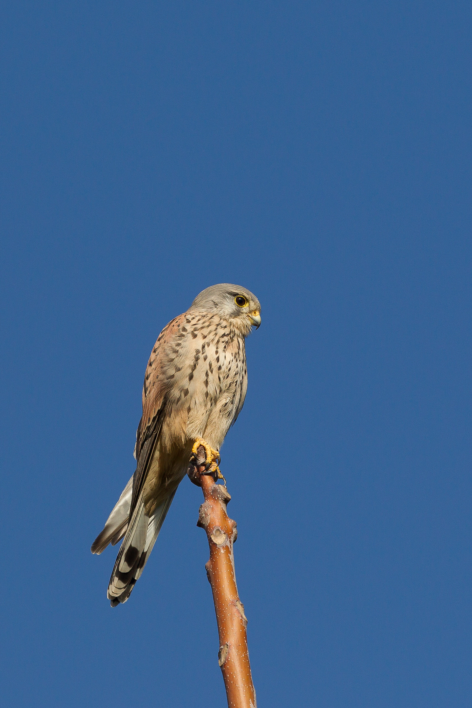 Kestrel