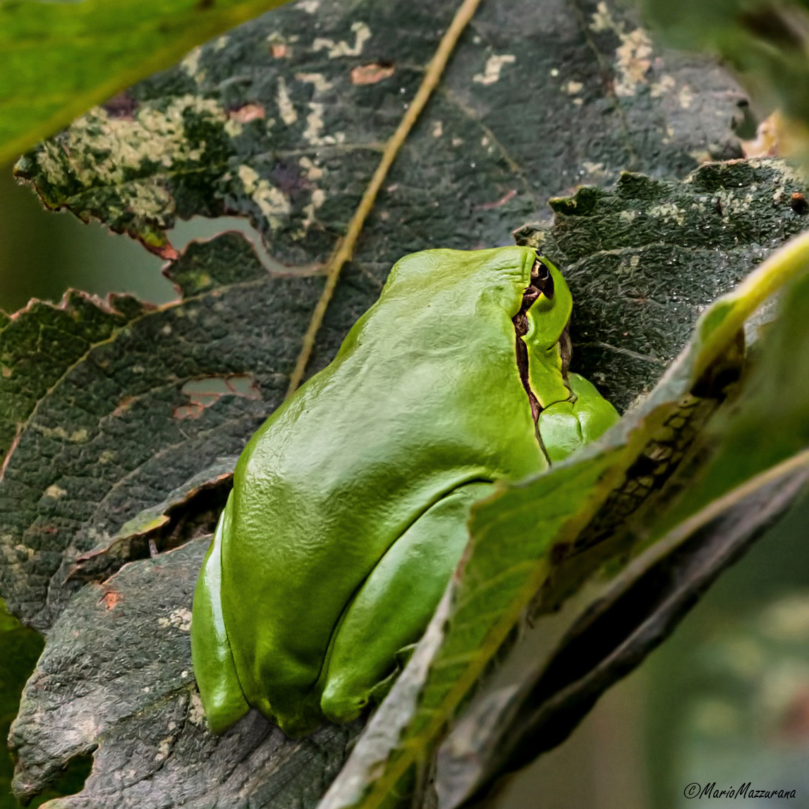 treefrog