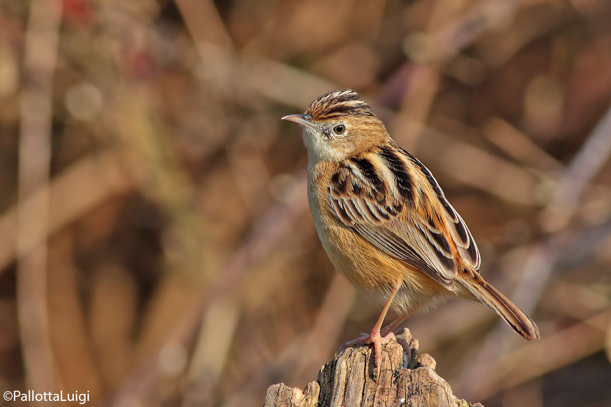Beccamoschino (Cisticola juncidis)