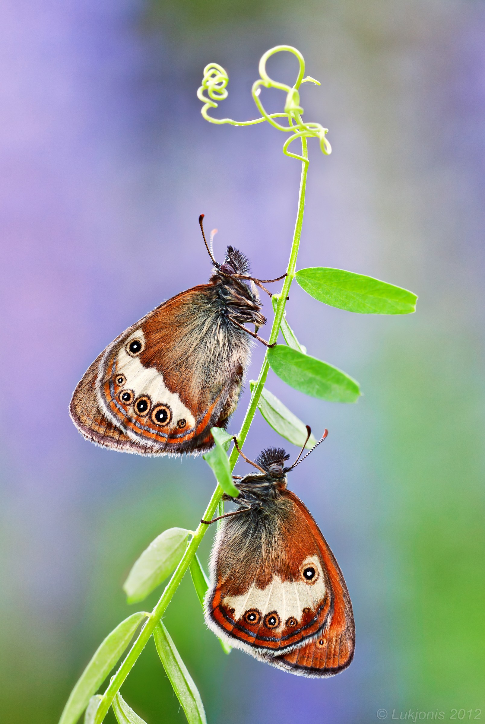 Il Heath Pearly - Coenonympha arcania