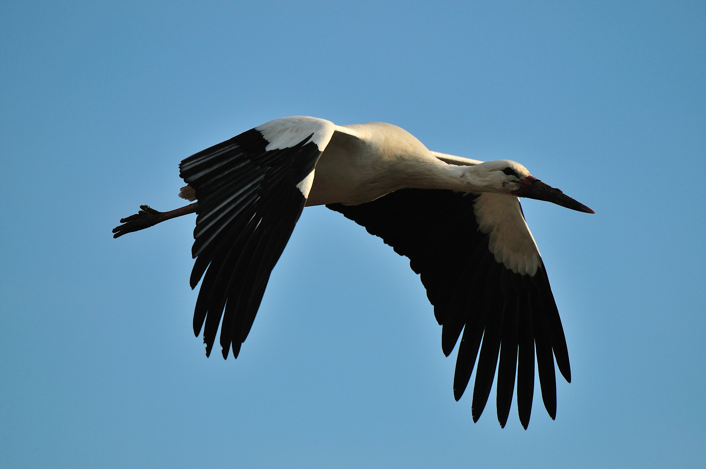 stork