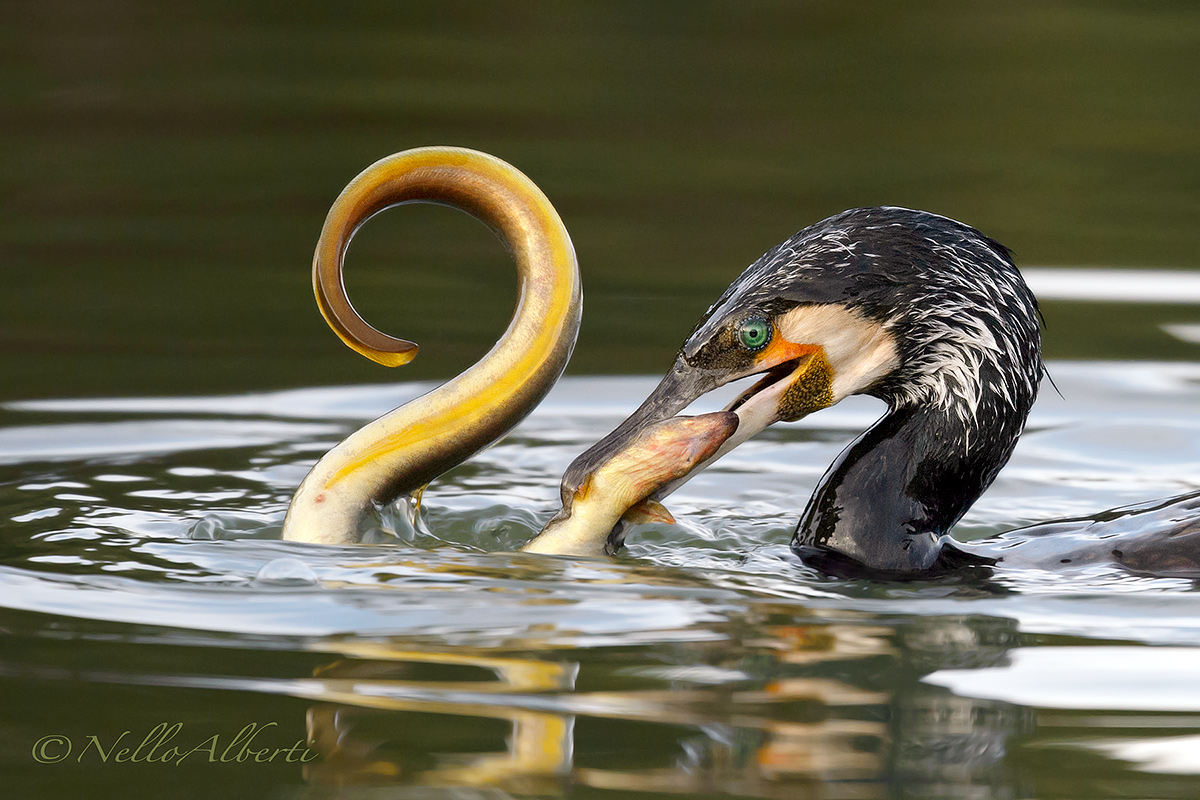 cormorano  con anguilla molto grande
