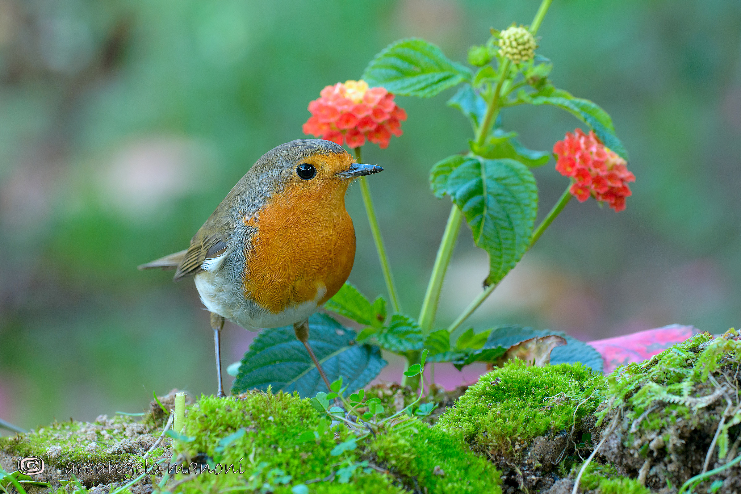 Sorpreso a scavare in giardino