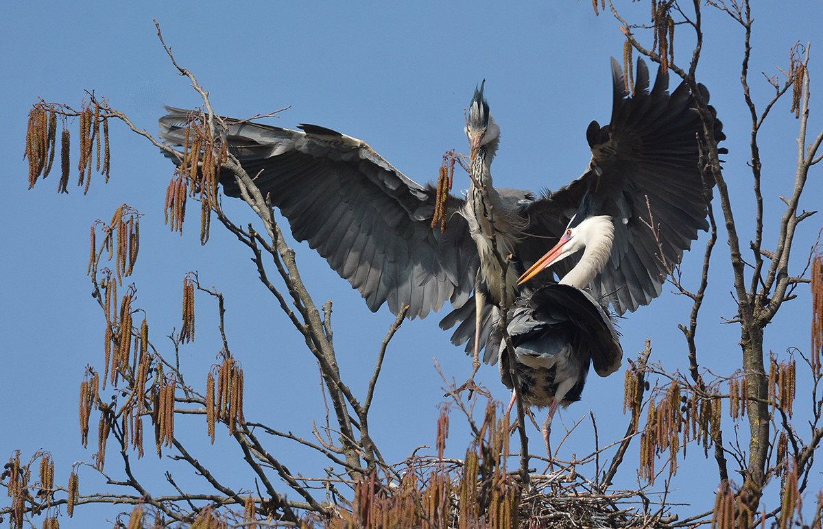 cenerino e la morbida planata sul nido
